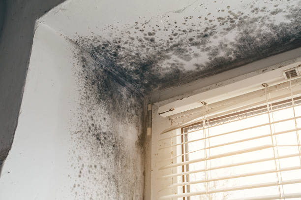 Affordable Mold Cleanup solutions in Red Feather Lakes, CO